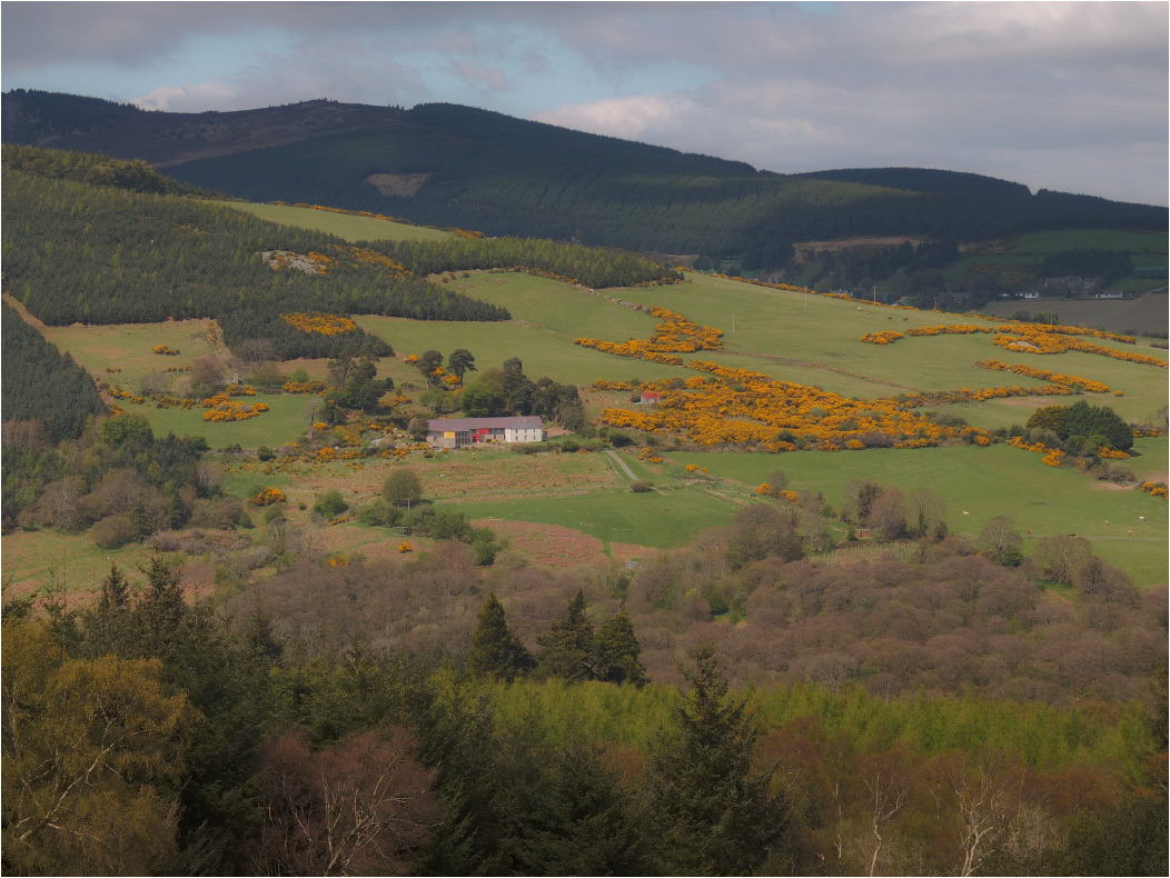 Mittwoch ... - blühende Veres Cousteau ...