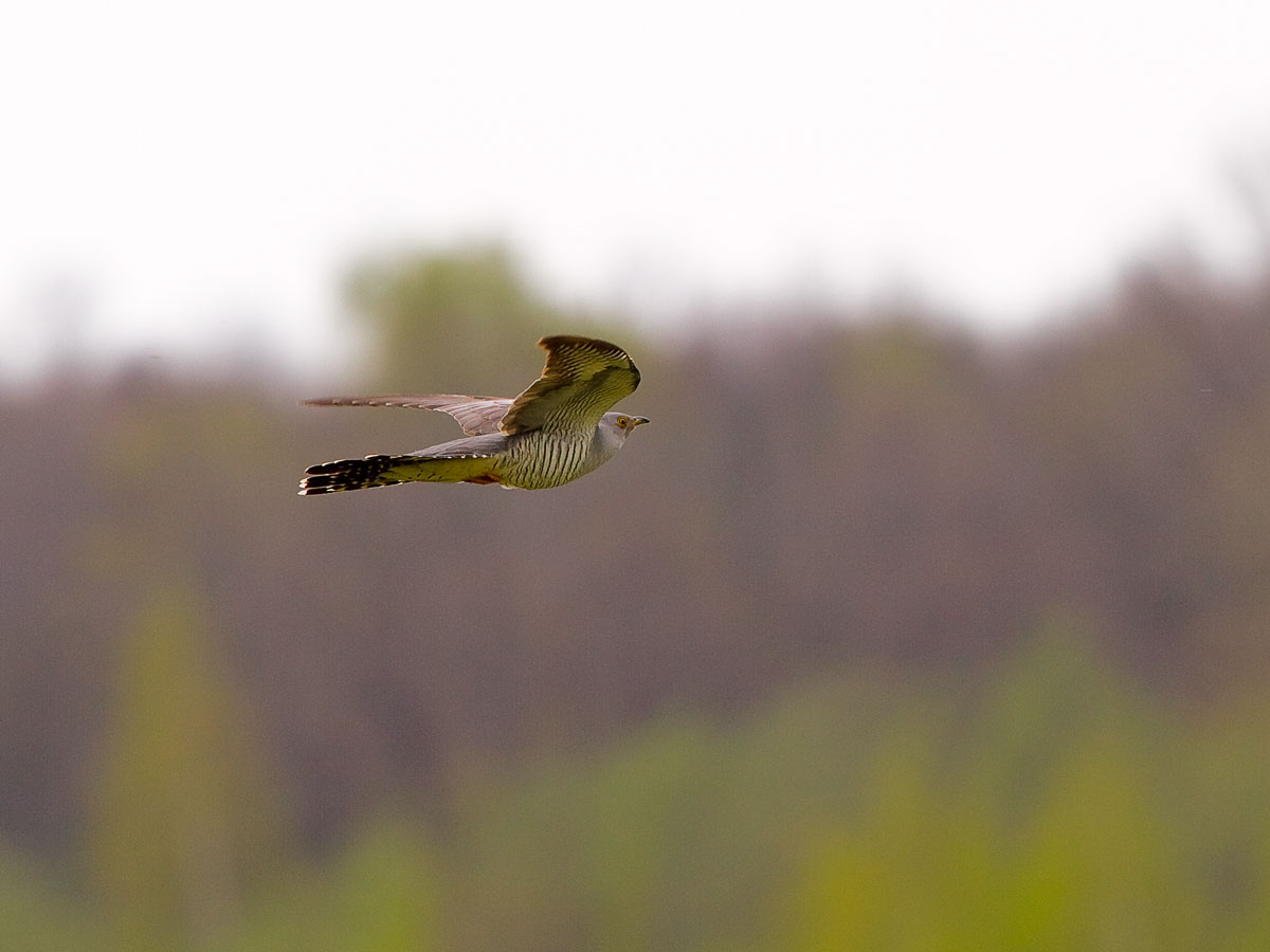 Kuckuck. Einer flog über das ...