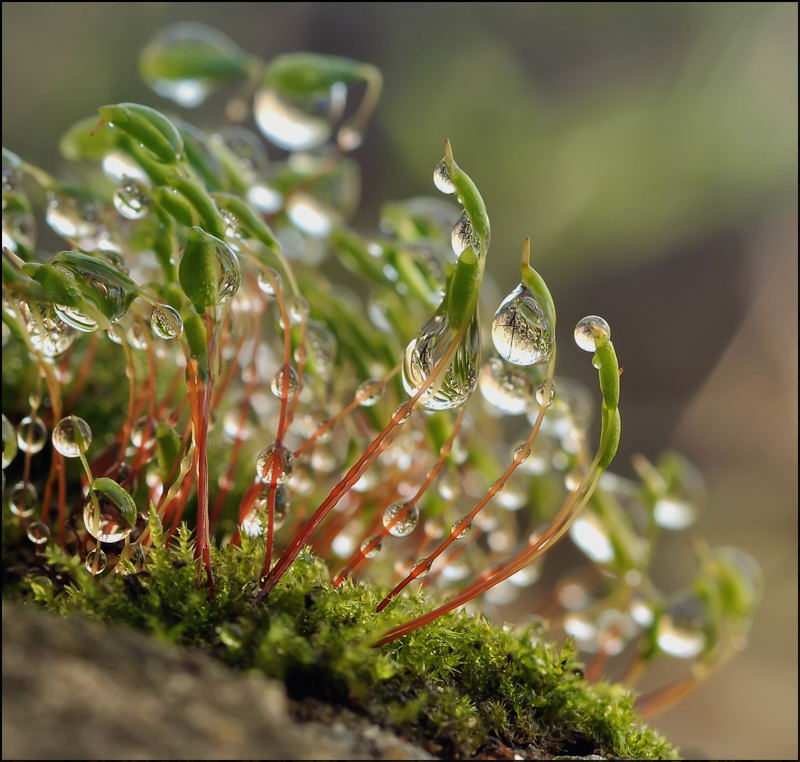 Frühling davonzuschweben ...