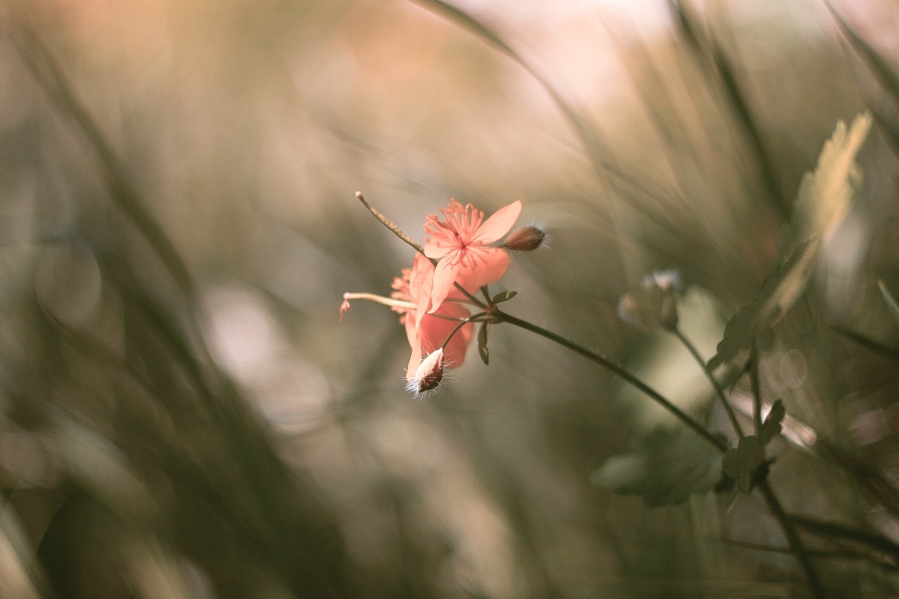 Fliegen, fliegen ... Blütenblatt durch den Westen in den Osten ...