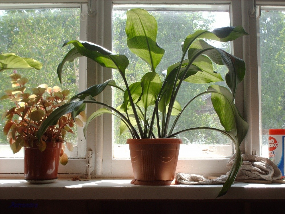 Blumen auf einer Schule Fenster