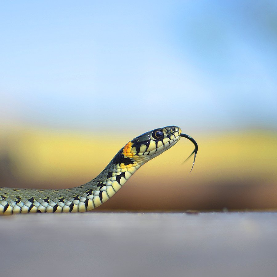 Wer bist du ... let Dasvidaniya