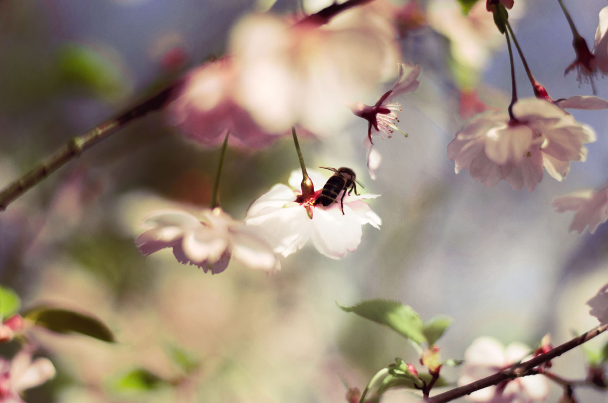 lang ersehnte Frühling