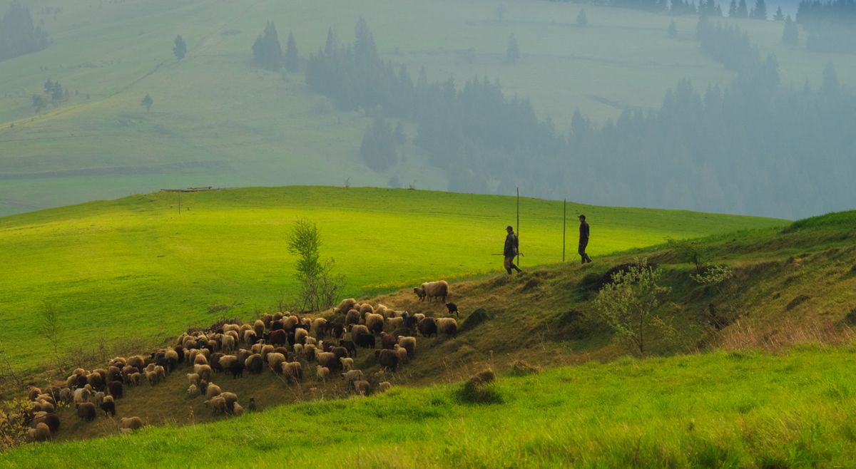 Morgen in den Karpaten