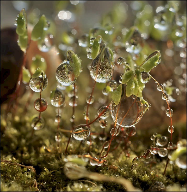 Perch-3d (Variante ohne Schnecken) ...