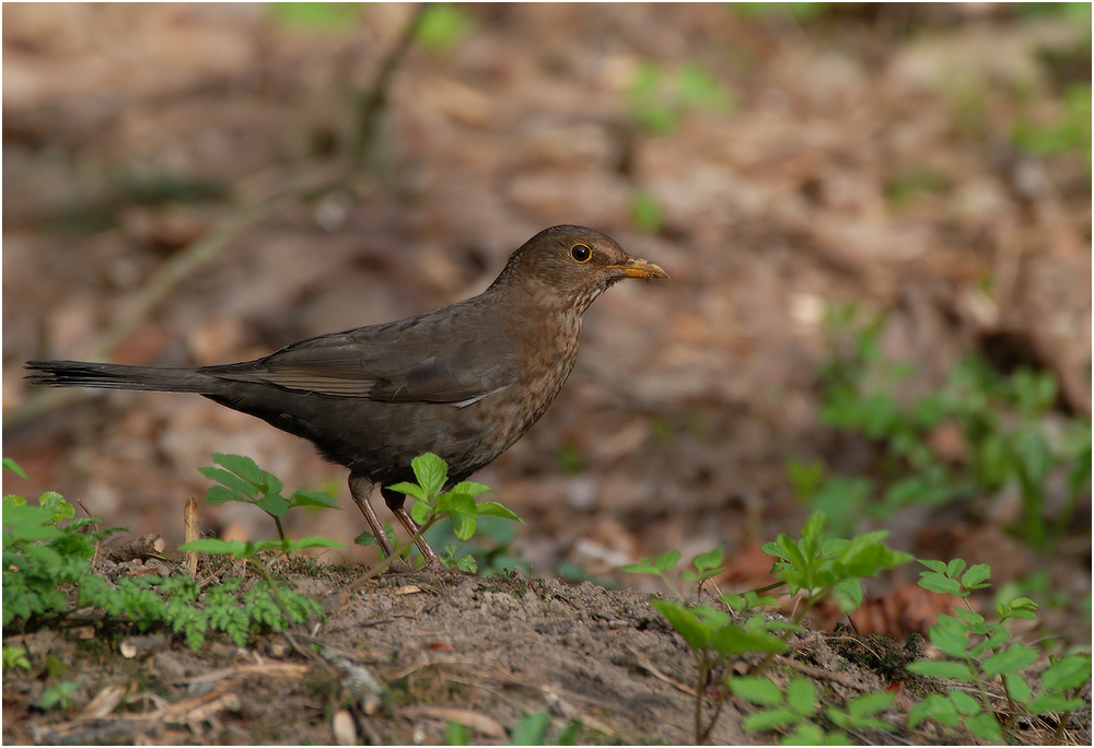 Ein Freund der Amsel