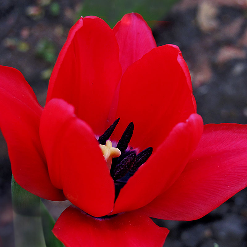 Tulip