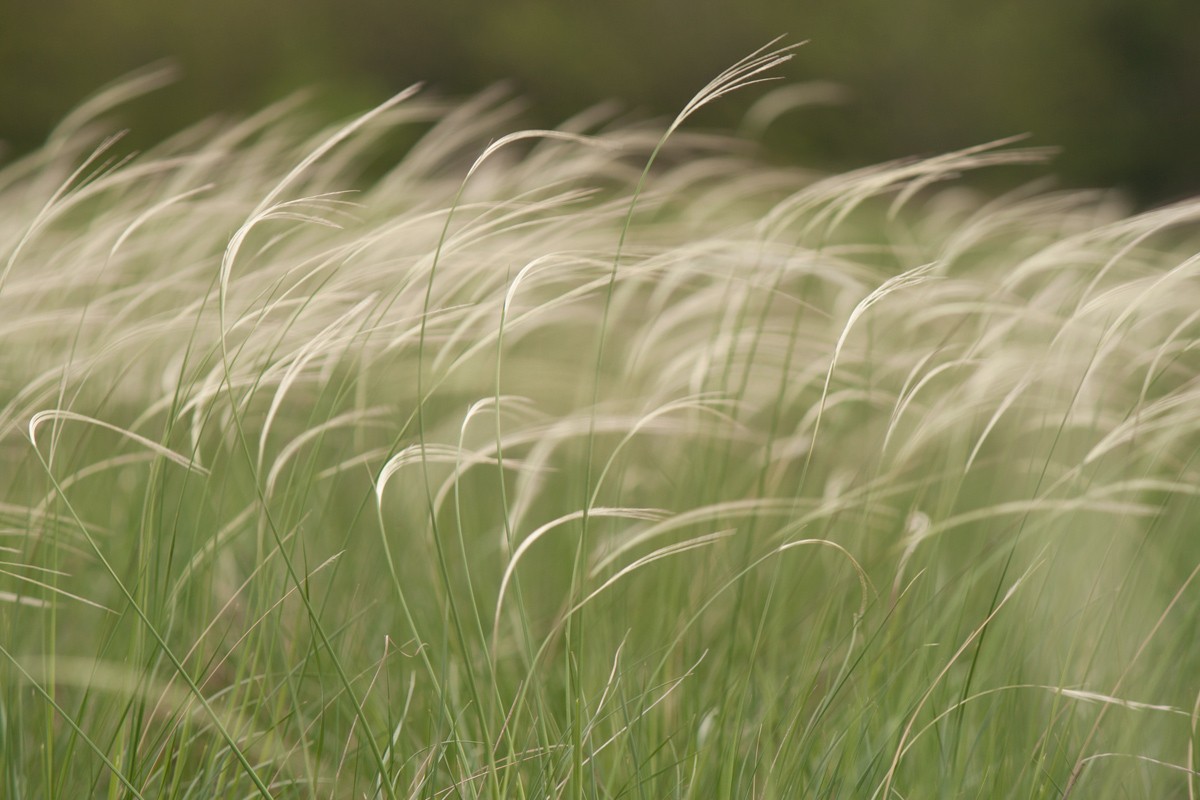 Königin der wilden Steppe.