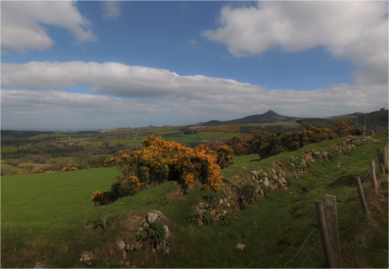 Blühende ... über den Wacholder und spitzen Berg ...