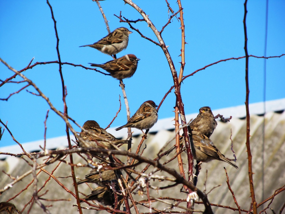 Sparrows im Januar