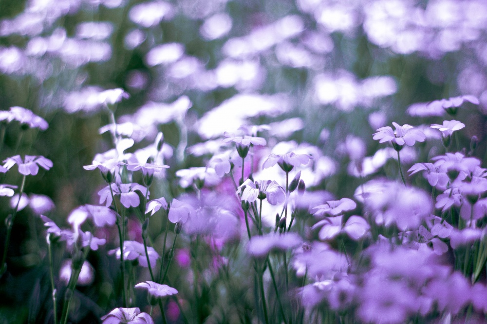 Lavendelfelder ... fast ... :)