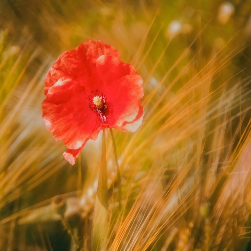 Nehmen Sie all dieses Leben ...