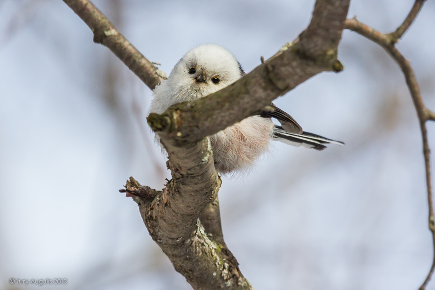 Pokemon (Long-tailed Tit)