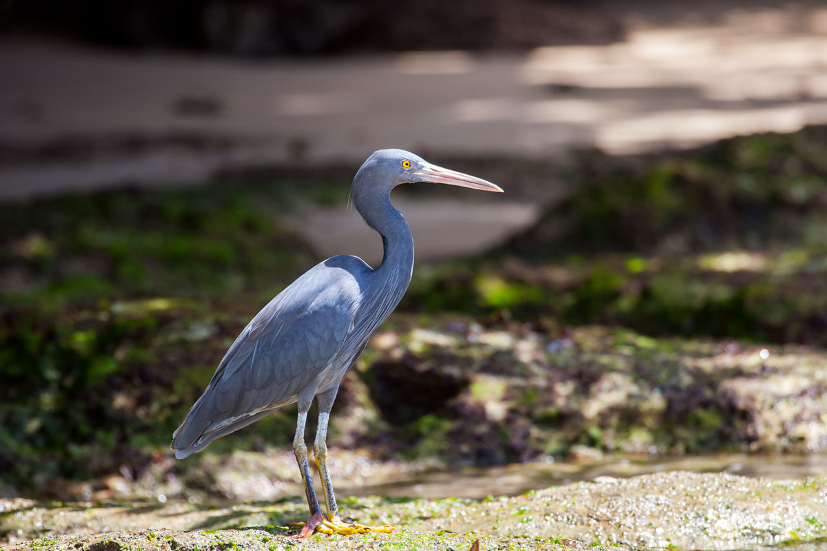 Eastern Reef Reiher (Egretta sacra) (grau Sorte)