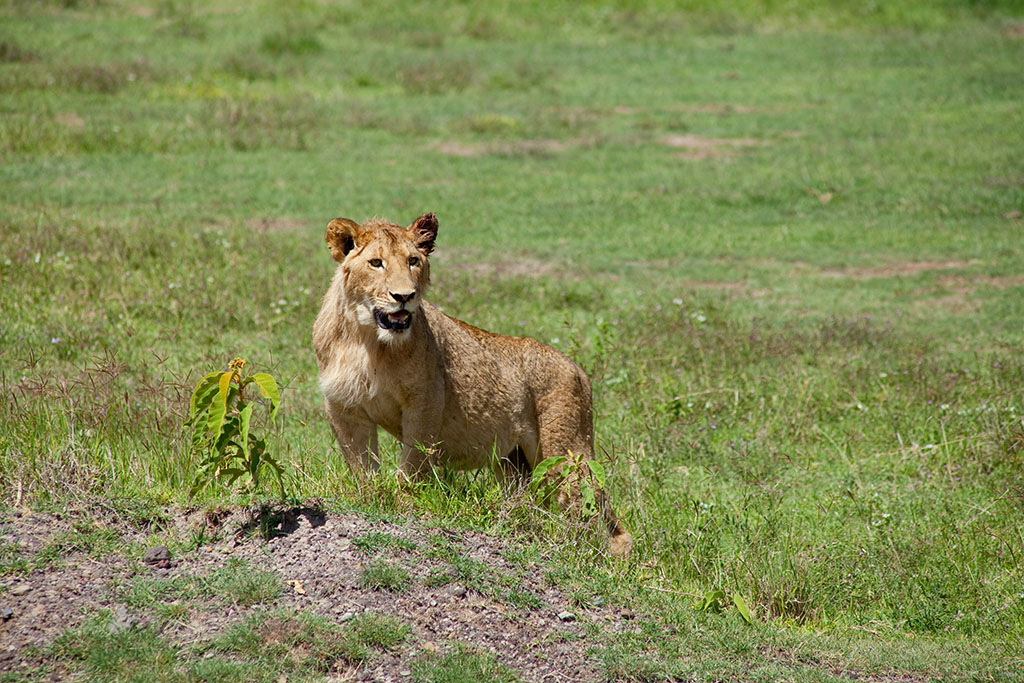Wer ist hier der Boss?