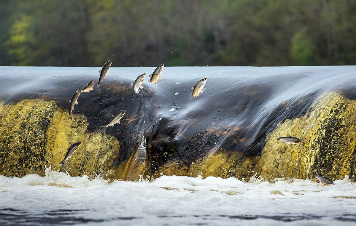 Ablaichen Vimbo bei Wente