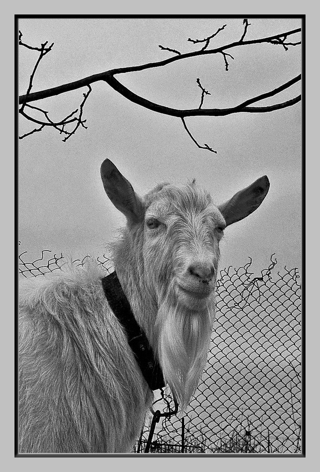 Portrait eines klassischen