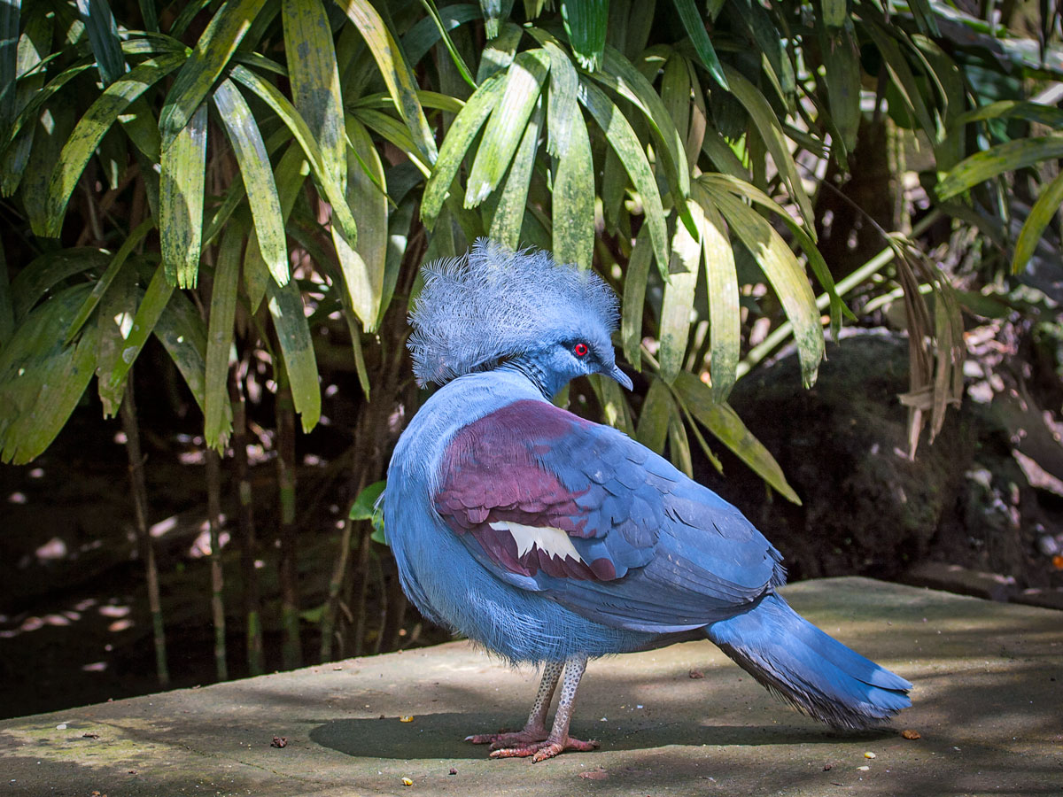 Westliche gekrönte Taube (Goura cristata)