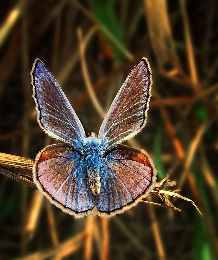 Radiance der Lebenden ...