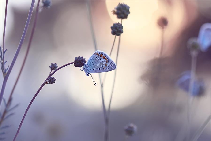 süße Abschied Frühjahr ...