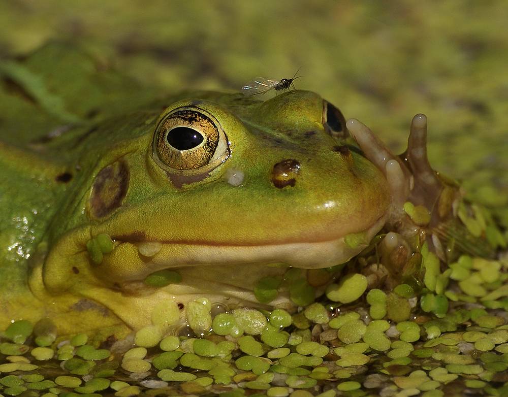 "Das ist Frechheit! ..."