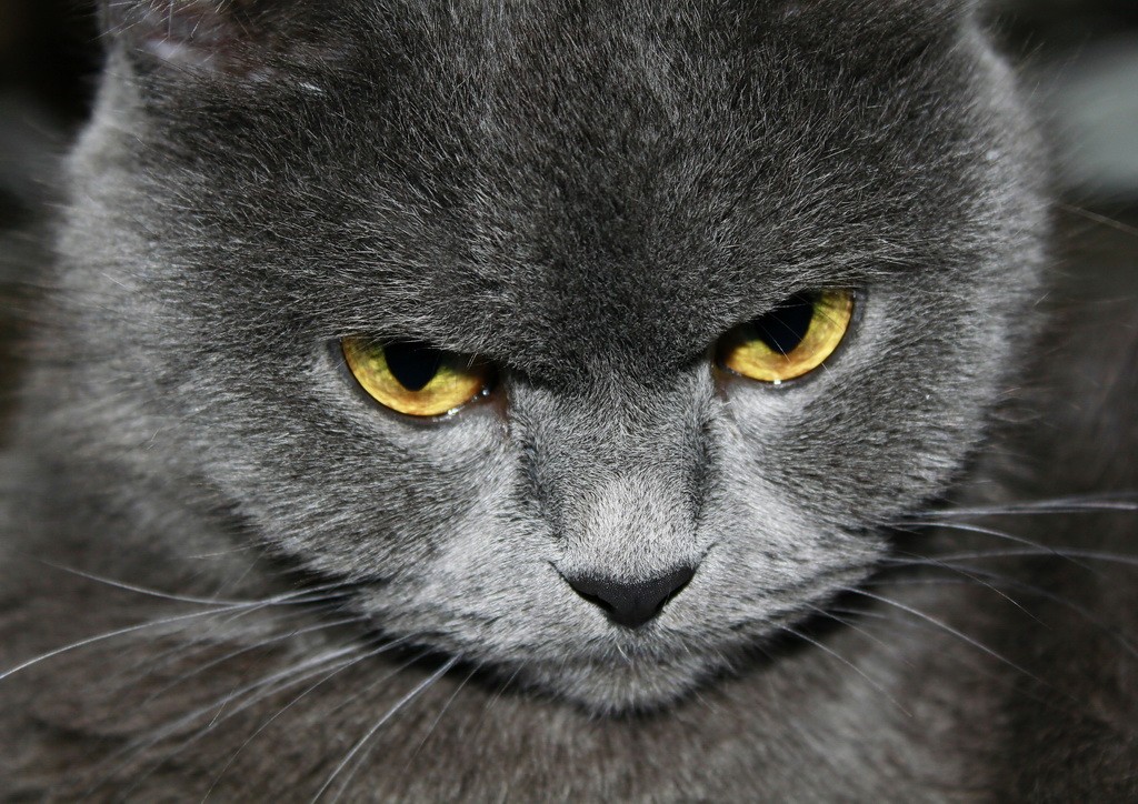 und wie ein Adler aussehen ...