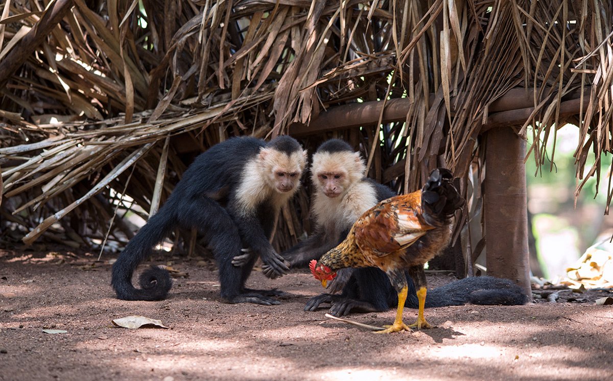 two concerned monkeys & cock