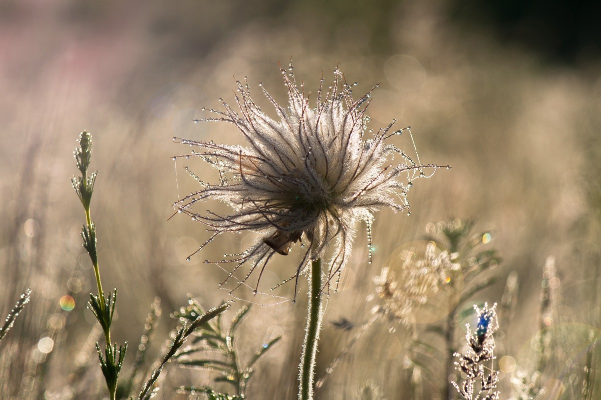 In den Morgentau Diamanten.
