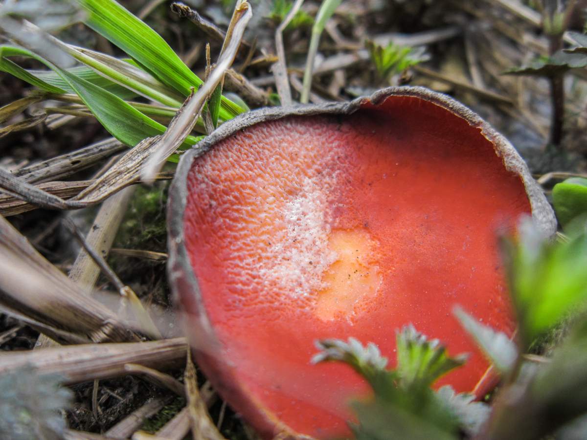 Red Mushroom