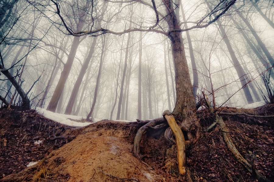 Frühling liegt in der geheimnisvollen Wald