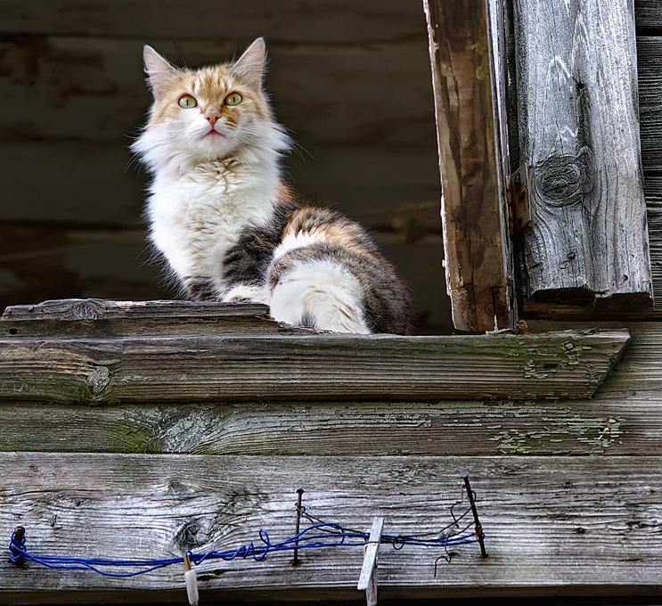 Katze auf dem Fenster