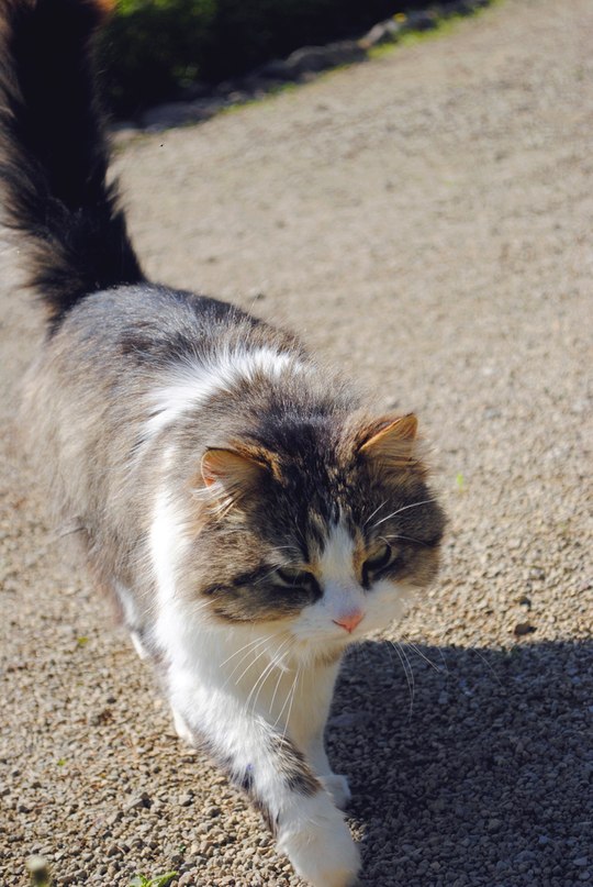 Wolf ... mit einem Blick ...