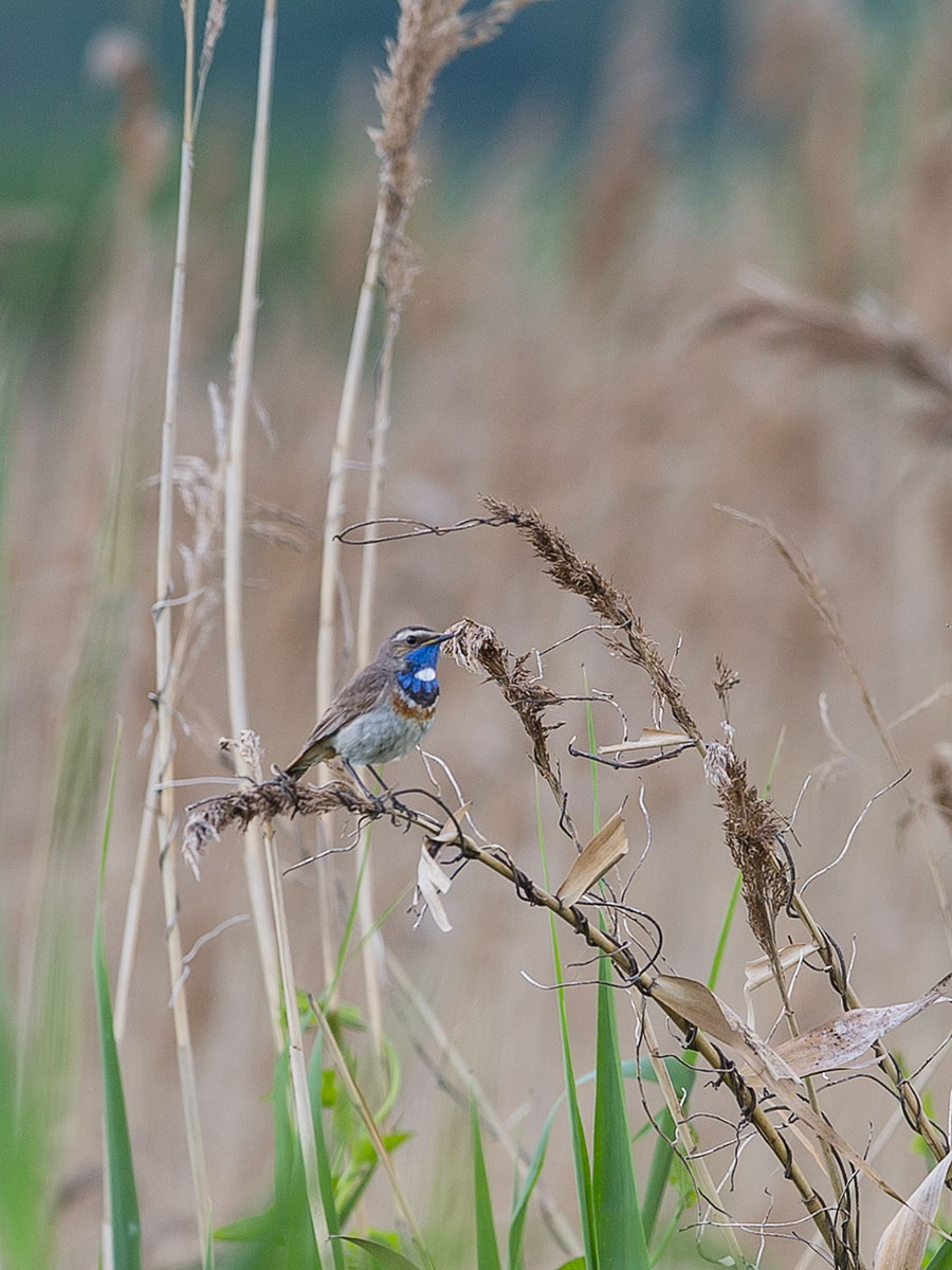 Blaukehlchen (männlich)