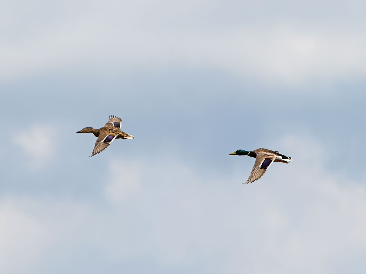 An dem Tag, das Geschwader Flug