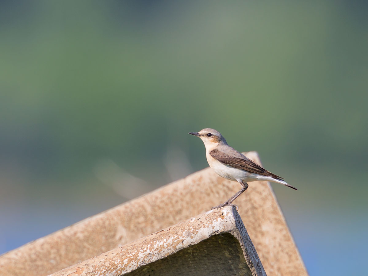Steinschmätzer (ein junger Vogel)