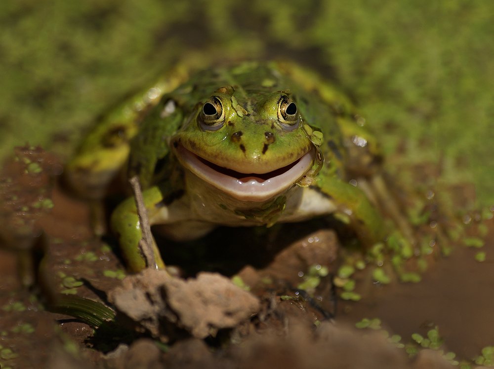 "Lächeln, Gott! ..."