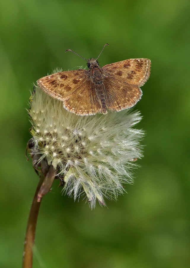Das ist, was eine weiche Landung