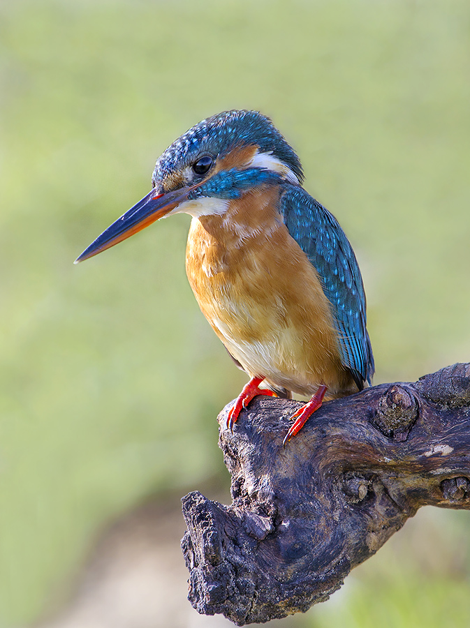 Duma Kingfisher