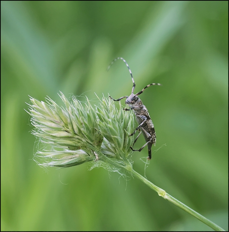 Auf den Wellen der Träume ...
