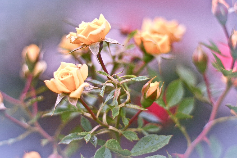 Musik des Herzens ...