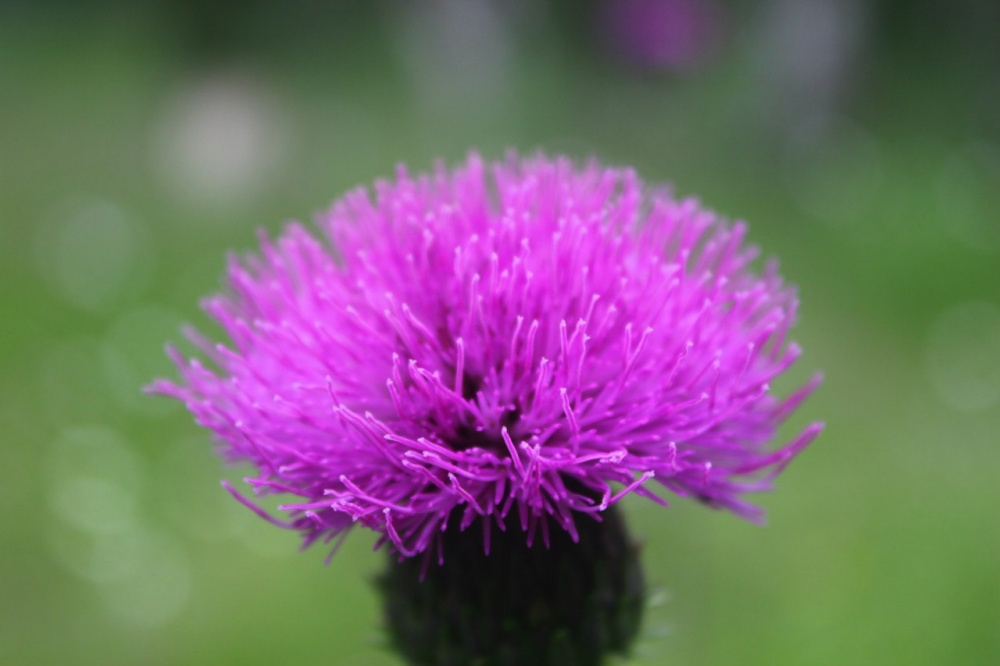 Thistle