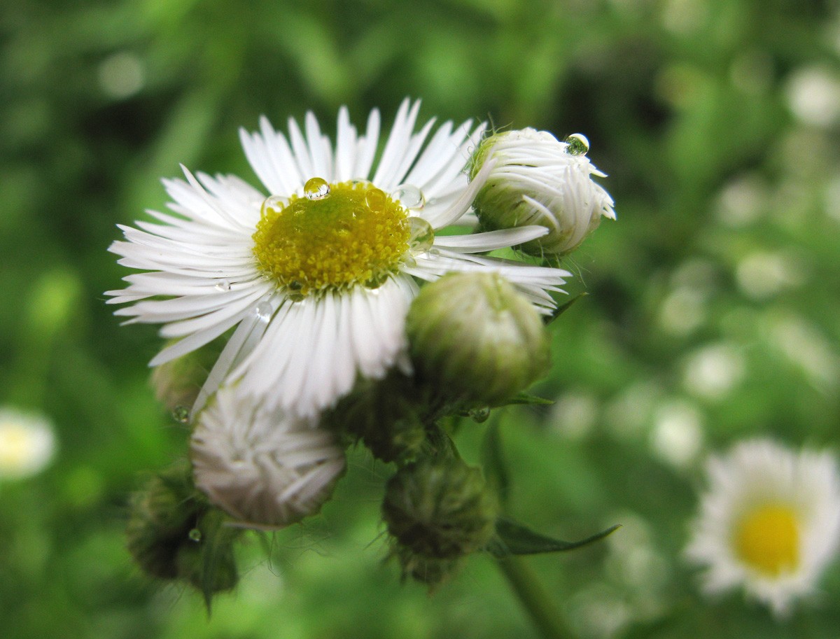 "Слезы радости"