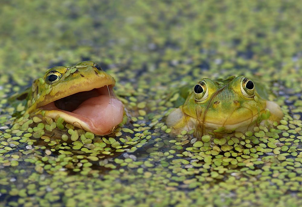 "Willst du mich heiraten? ... Abbildung Sie! ..."