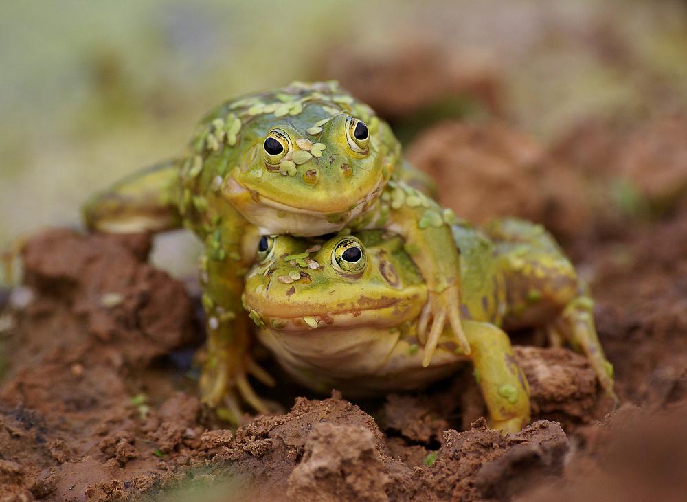 "A Love Story bleiben schwach? ..."