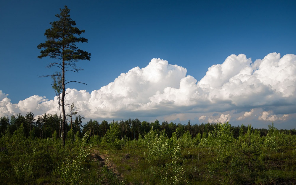 Wolken über den Wald