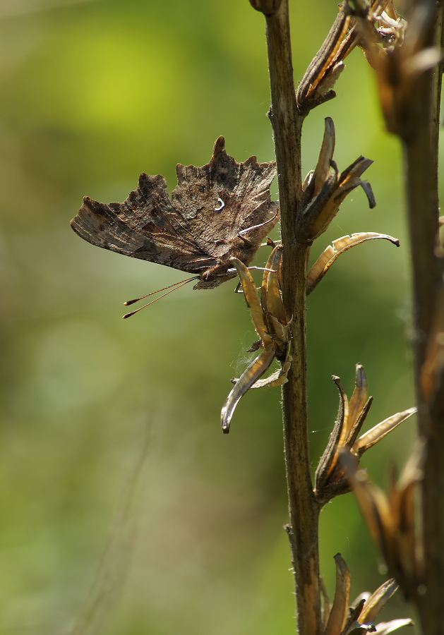 Masking ist die erste!