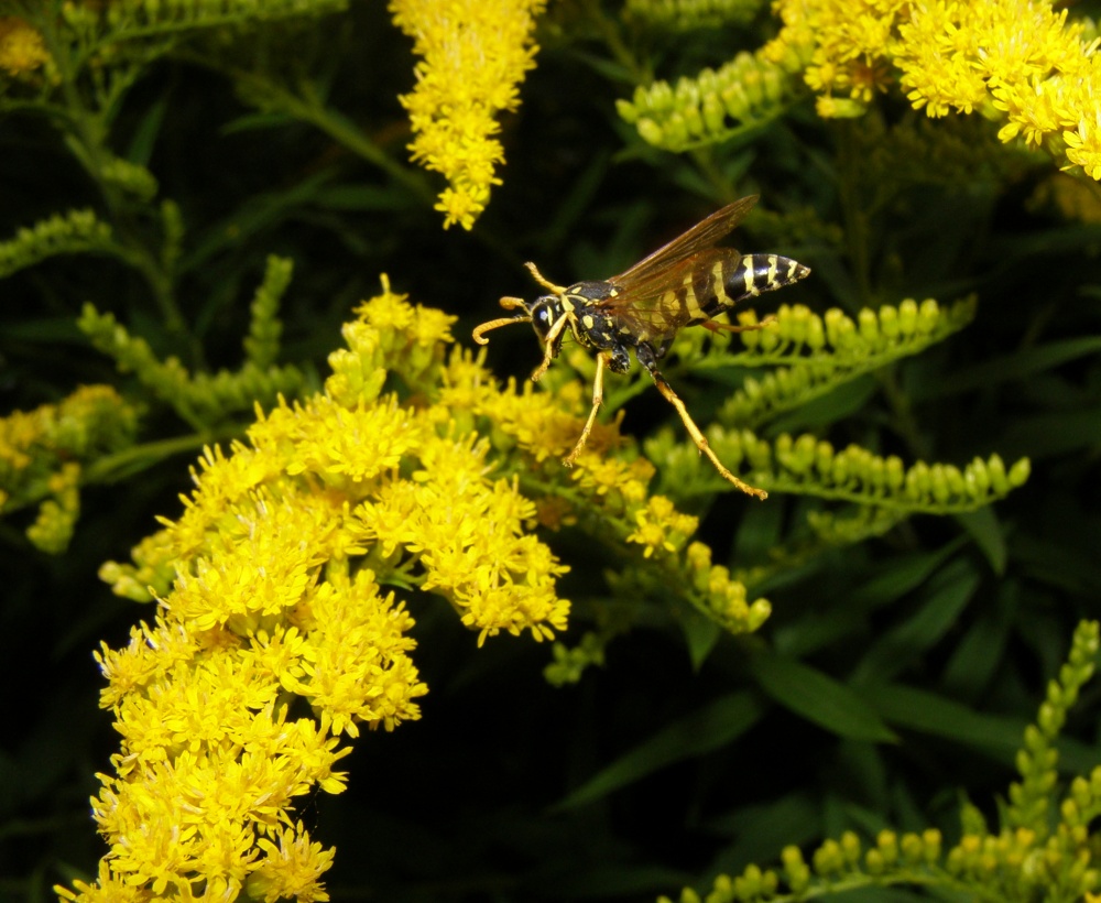 Geflogen - billiger ..