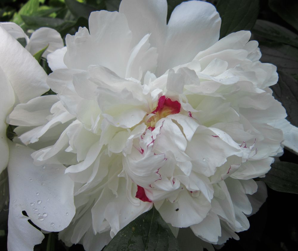 Paeonia Festiva Maxima