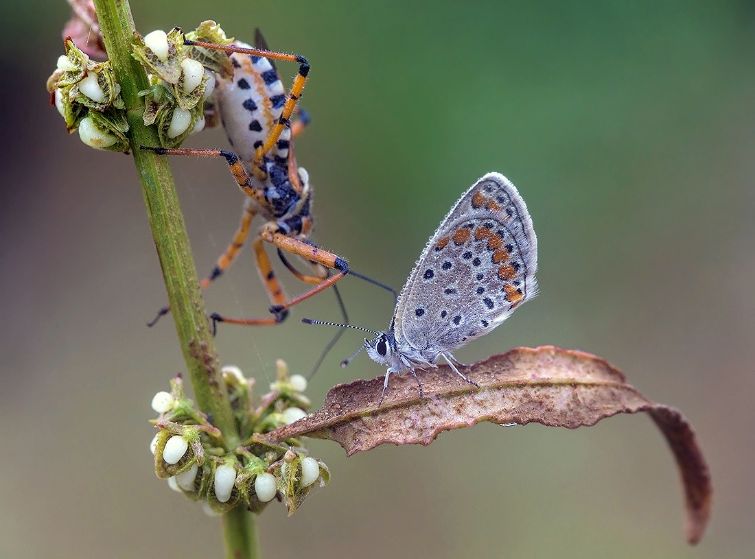 Hischnetsa und Kupfer-Schmetterling