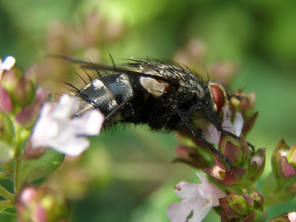 Ich weiß auch, wie man :-) bestäuben
